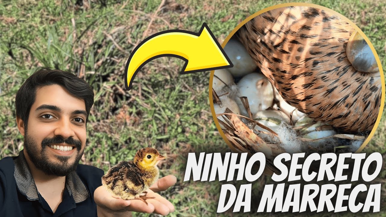 Encontrei o ninho da Marreca | Ovoscopia e nascimento dos Peruzinhos