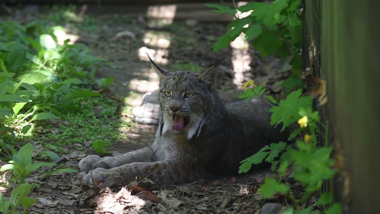 Maine Wildlife Park Opens for the season