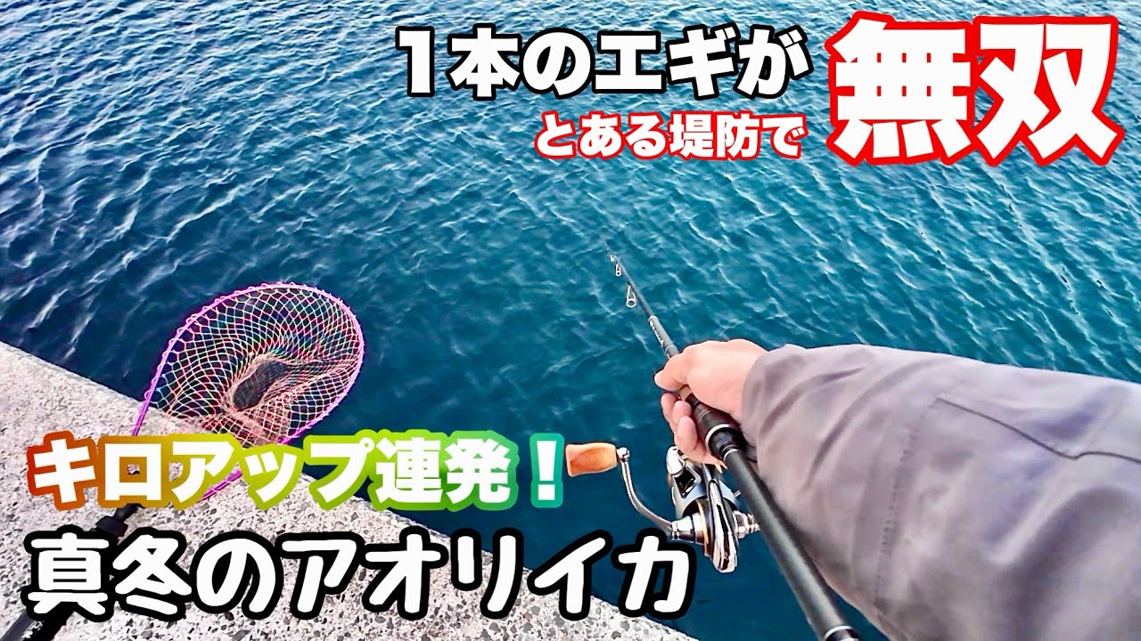 ［エギング］とある堤防、1本のエギでキロアップ連発❗️