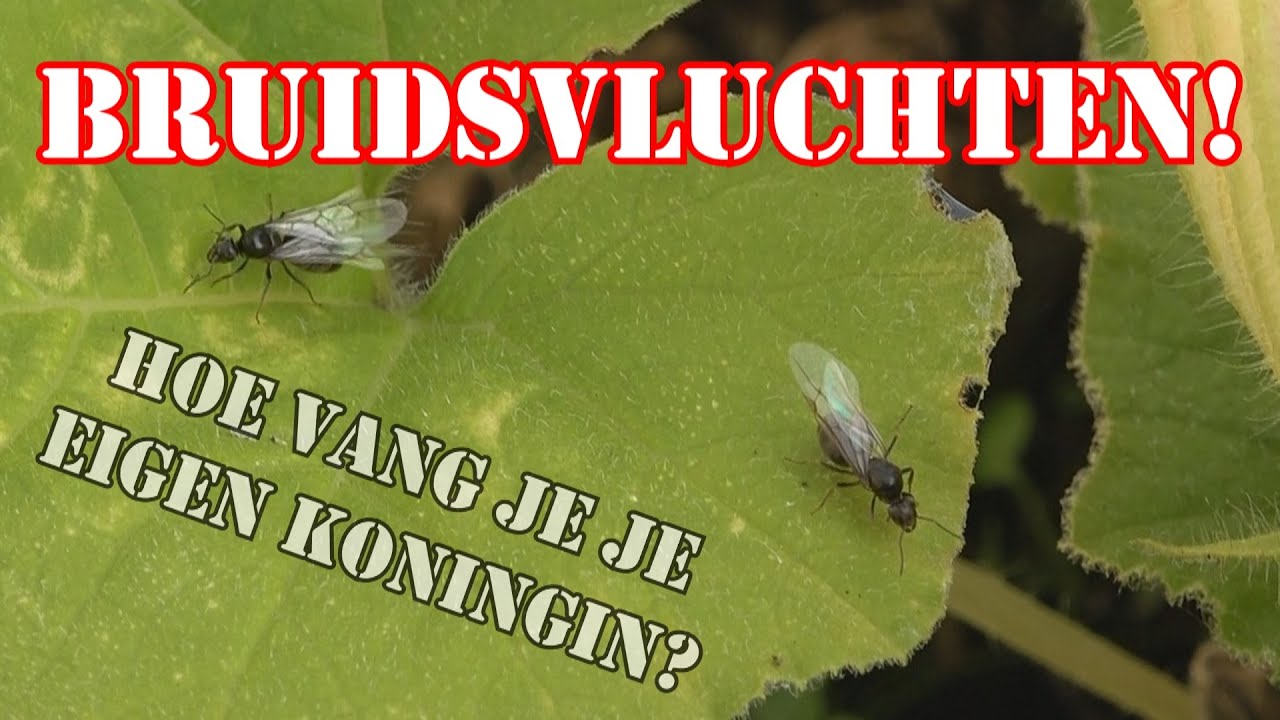 Informatie over de BRUIDSVLUCHTEN! | Hoe vang je een koningin? #37