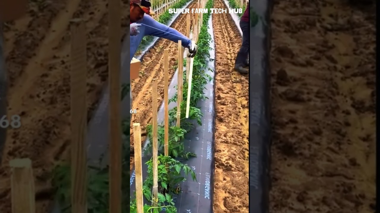 Staking and tying tomato plants, a useful method #farminglife #farming #harvesting