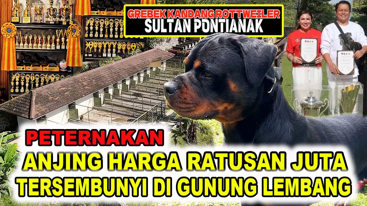 Tersembunyi : Peternakan Anjing Juara Harga Ratusan Juta - Rottweiler Von Wadah Pontiroller