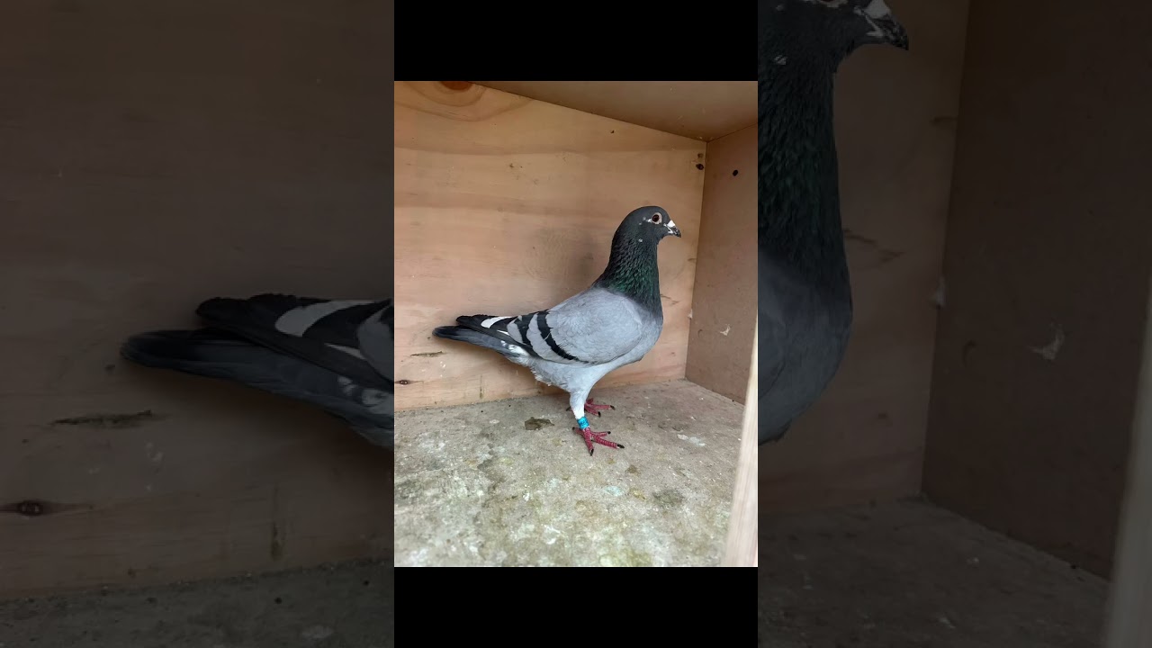 Top 3 masculi crescatoria Darius racing pigeons