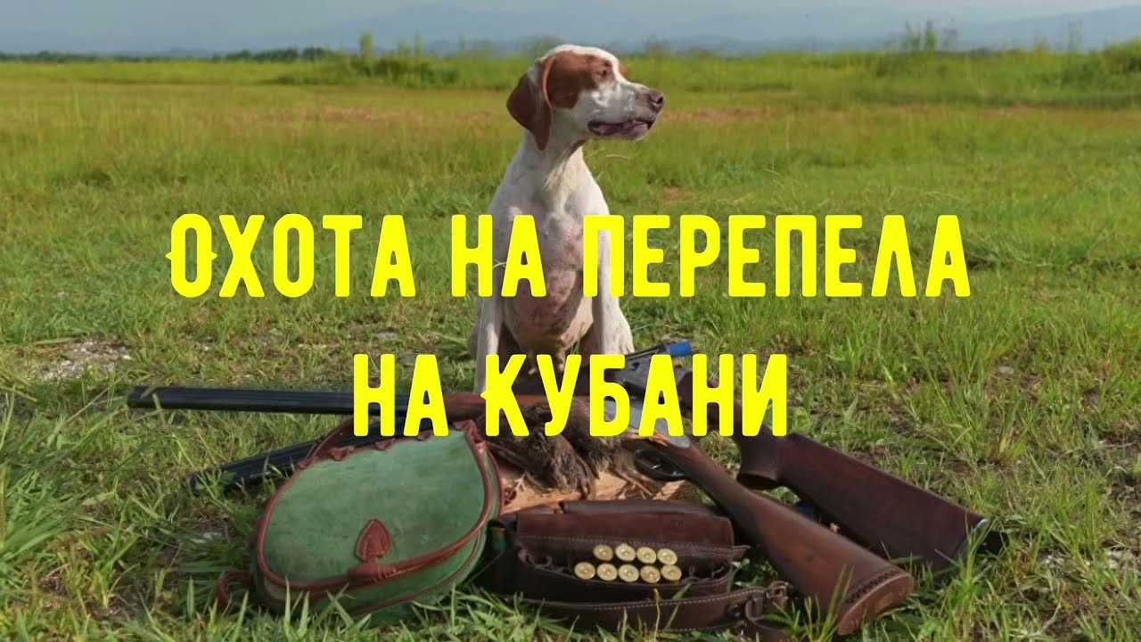 Охота на перепела на Кубани / Лайка ловит перепелок / нашли клад