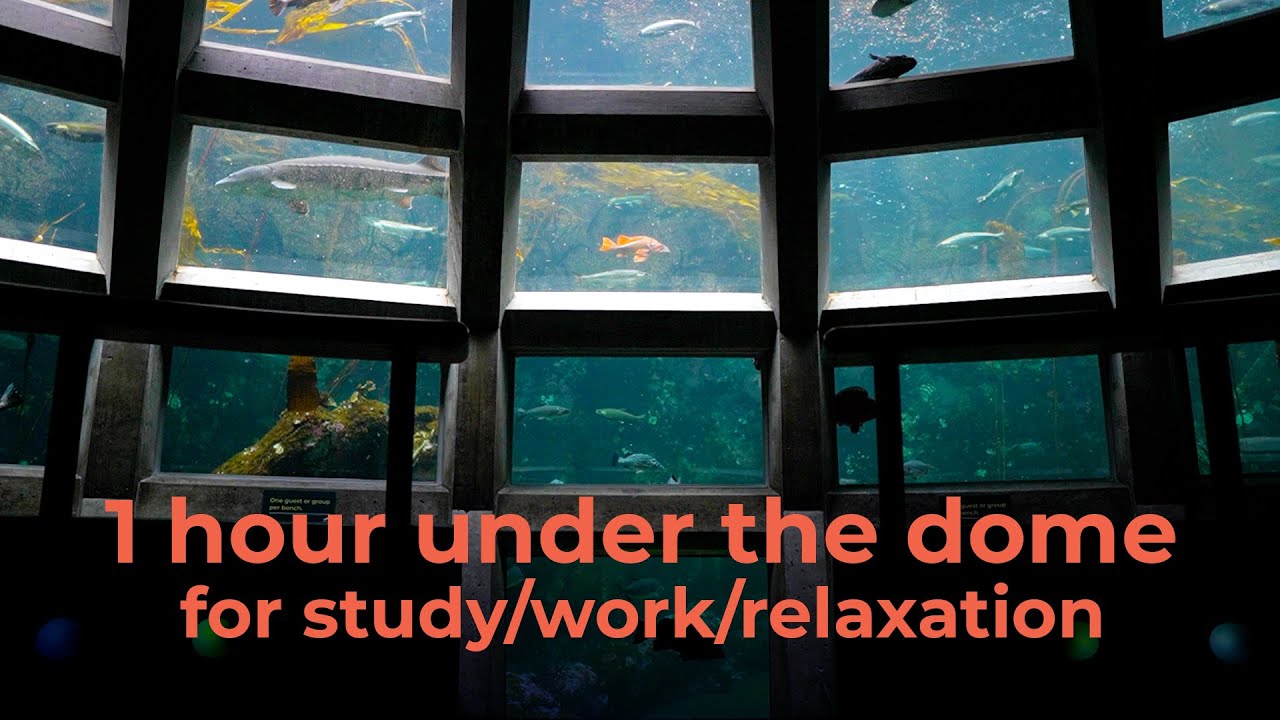 1 hour of lofi hip hop in the Underwater Dome 🐟 to relax/study/work to