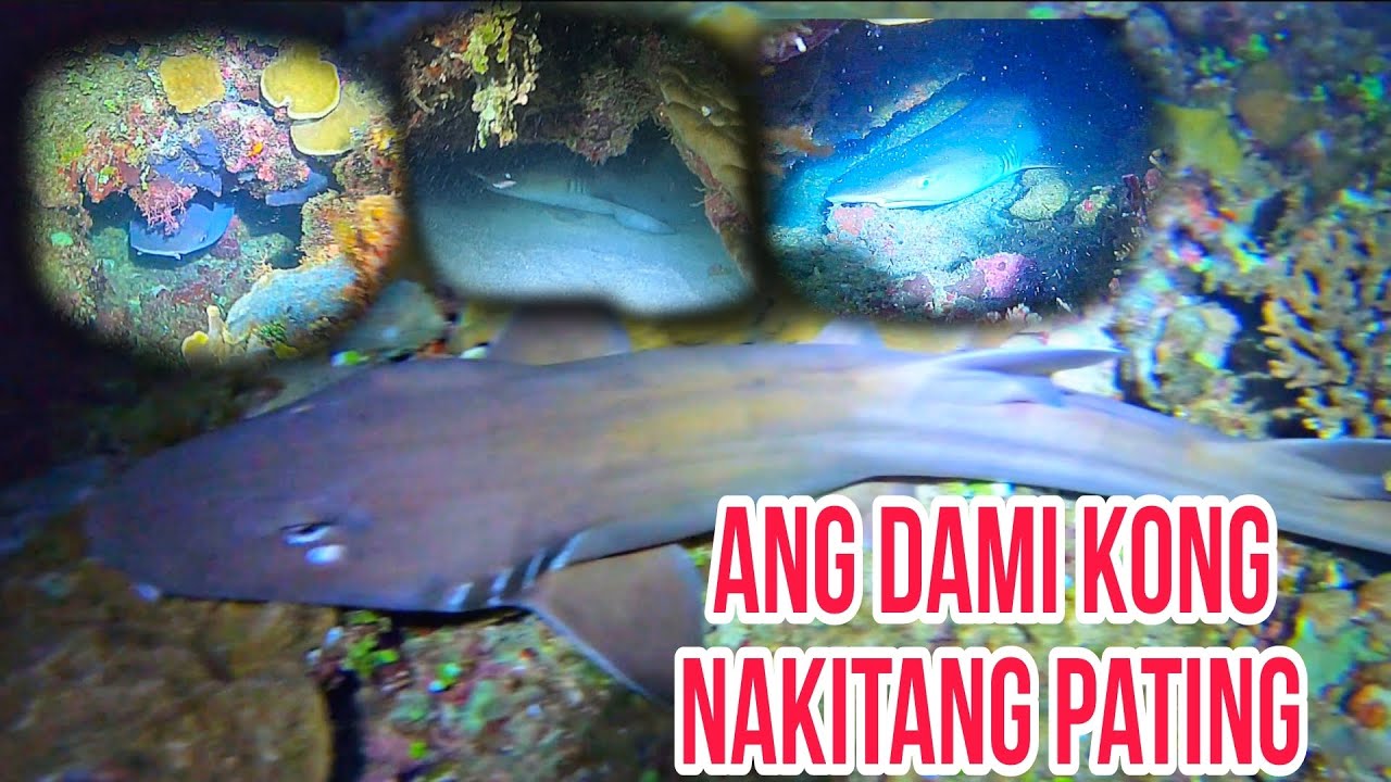 Ang dami kong nakitang pating‼️😱