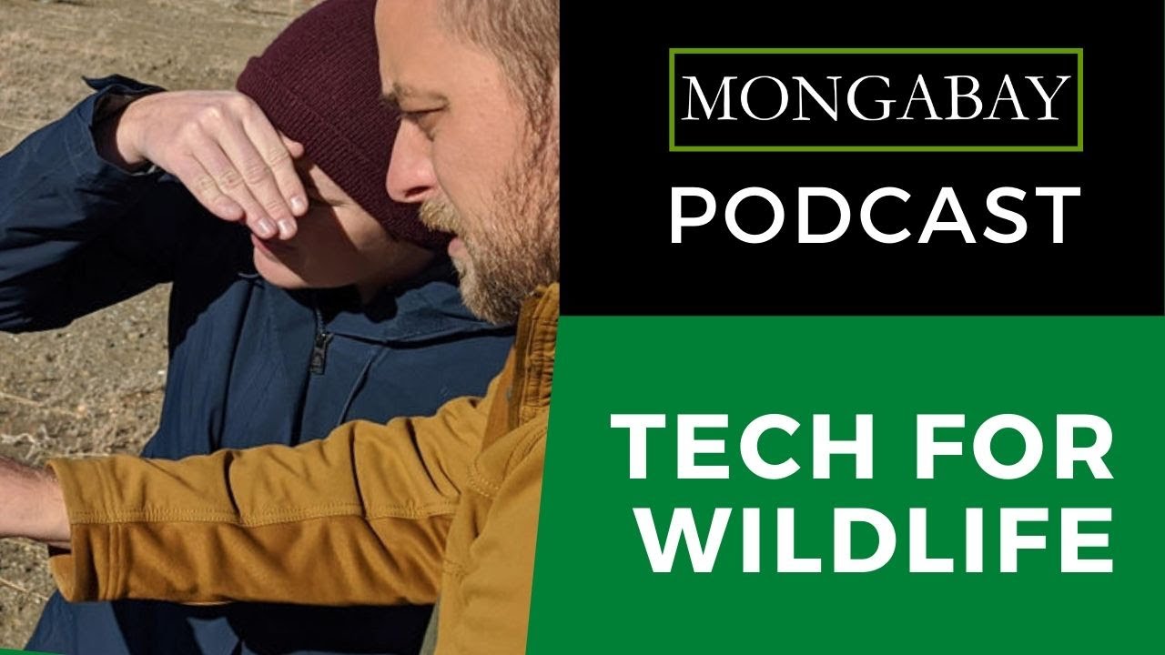 Podcast: Using open source technology and sensor networks for conservation, with Shah Selbe