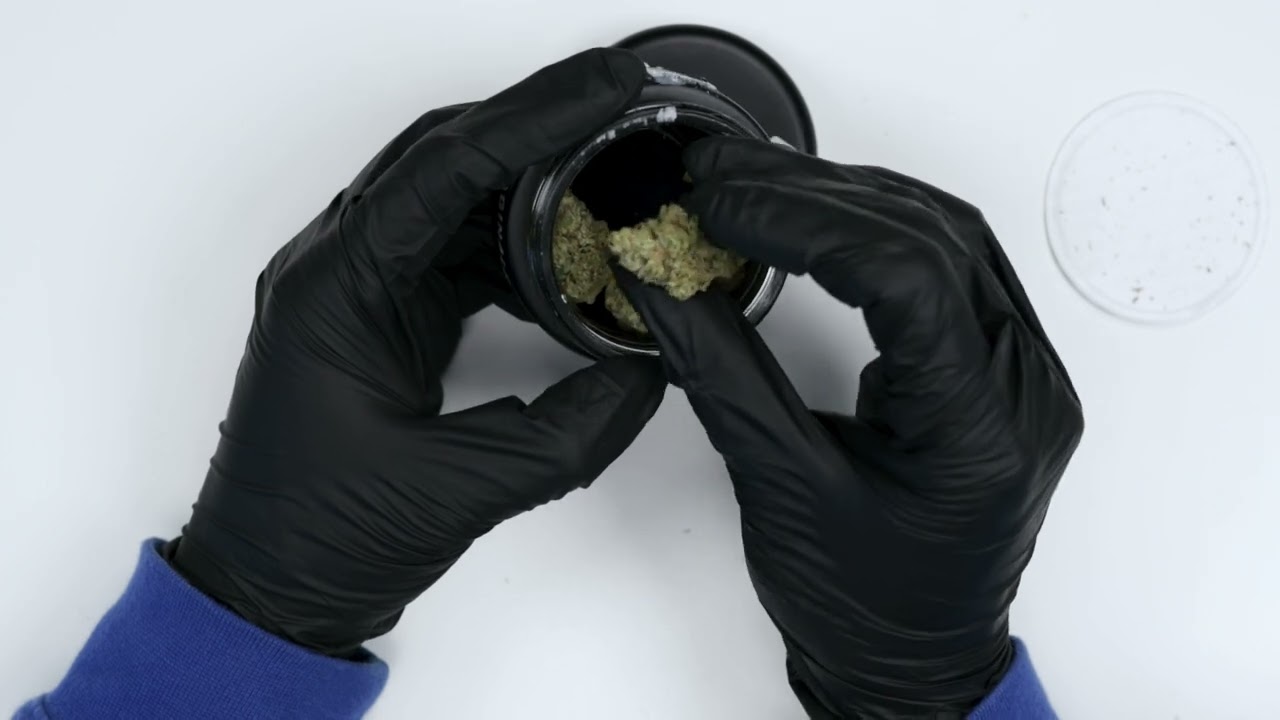 Skywalker OG Strain Review &ndash; A Classic Kush Experience with Originals 🌿✨
