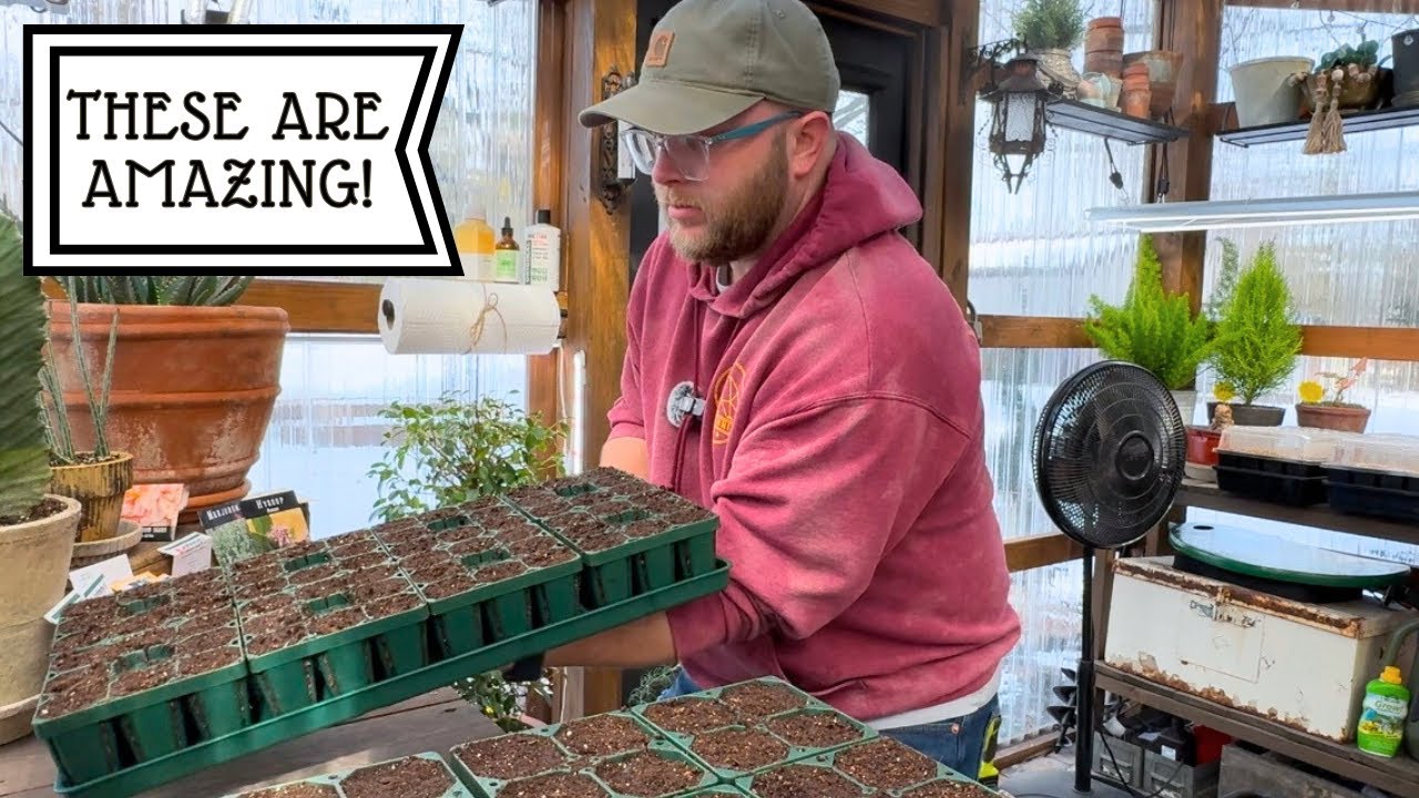 Seedling Update & New Seed Starting Trays @vego_garden