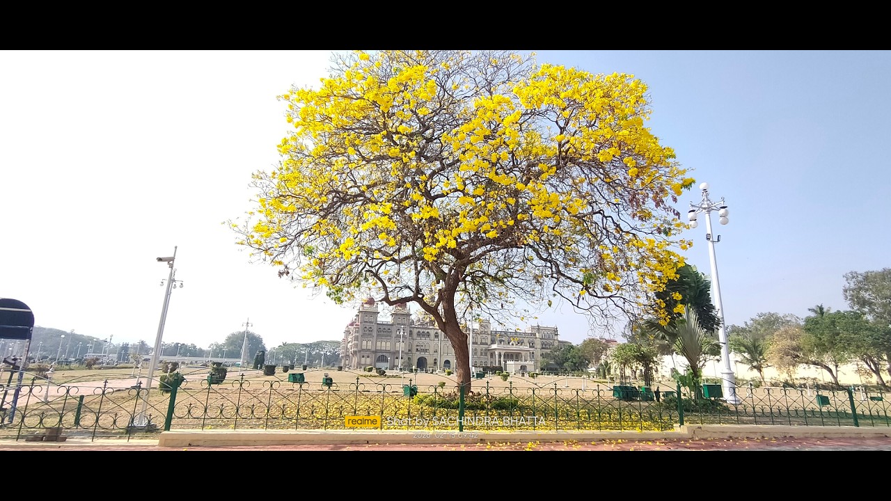 MAHASHIVRATRI SHIVA MANDIRS AMBA PALACE MYSURU - NATURE PRO - MA PA - 15FEB2026