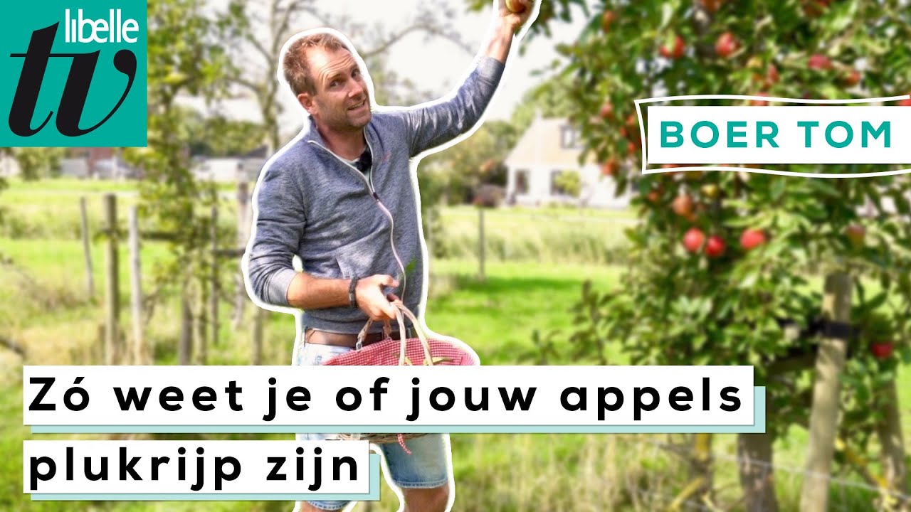 Boer Tom: zó weet je wanneer jouw appels rijp genoeg zijn om te plukken