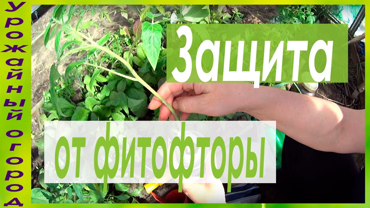 СУПЕР ЗАЩИТА ОТ ФИТОФТОРЫ!!!САМЫЕ ЛУЧШИЕ СРЕДСТВА!