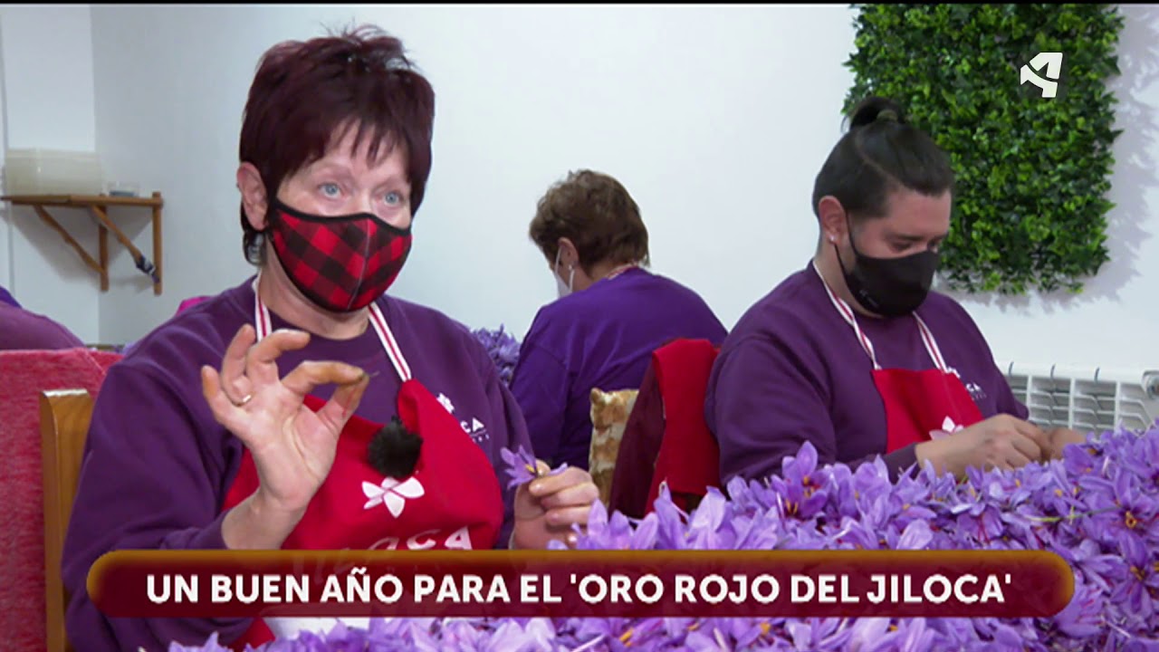 La recolección del azafrán