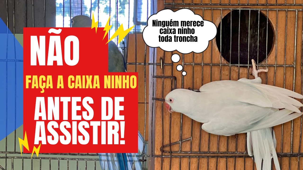 FAZER CAIXA NINHO: COMPENSA?