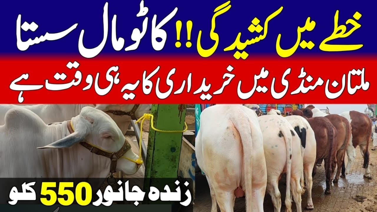 Multan Mandi Latest Updates ❤️ | Bachra Farming Business Idea 💥| Bakra Mandi Pakistan Official