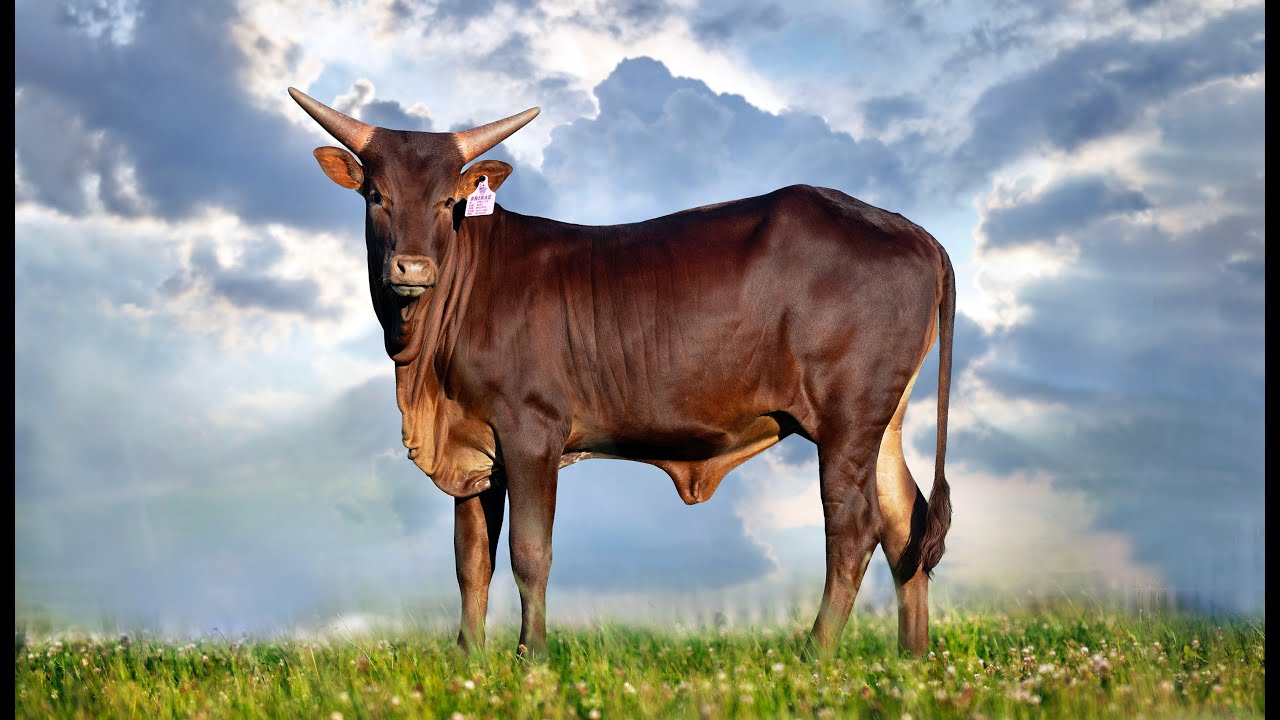 Shiraz - Lot 4. Superior Ankole Heifer bred by Benella Ankole.