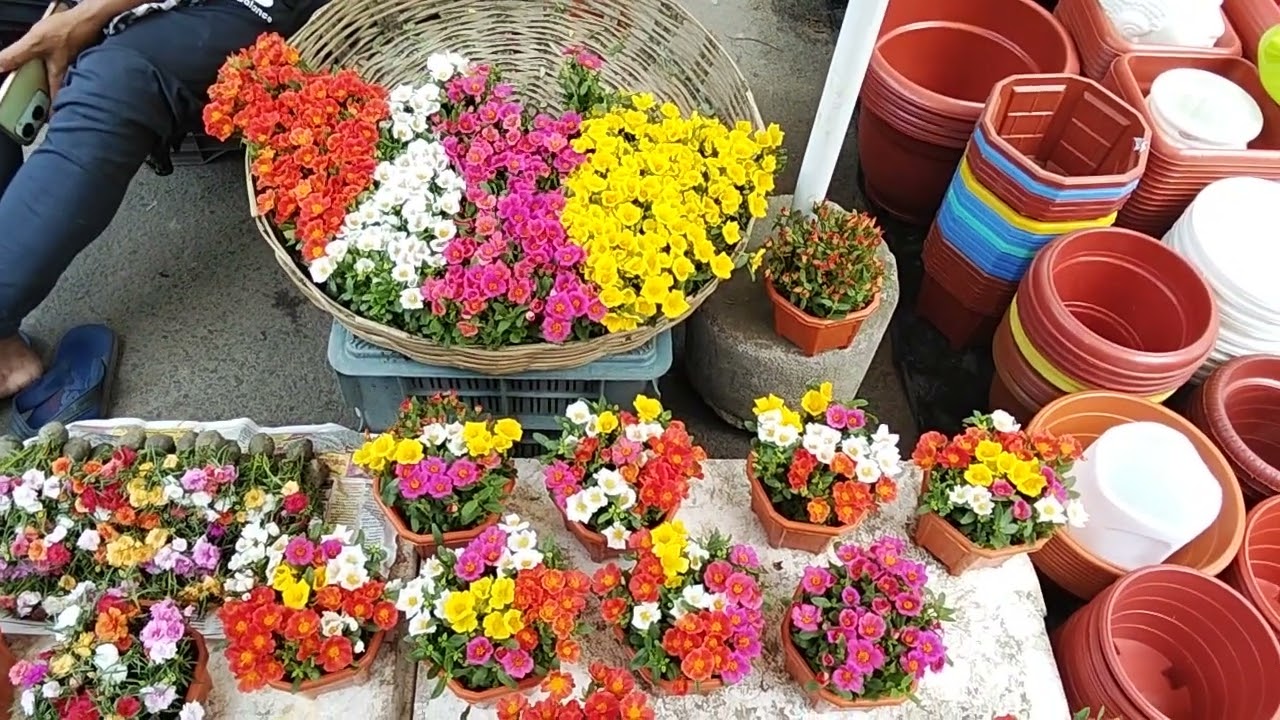 galiff street plant market | kolkata flower wholesale market | galiff street indoor plant market 