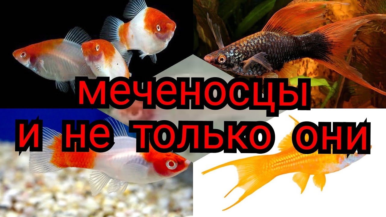 Необычный но очень красивый меченосец
