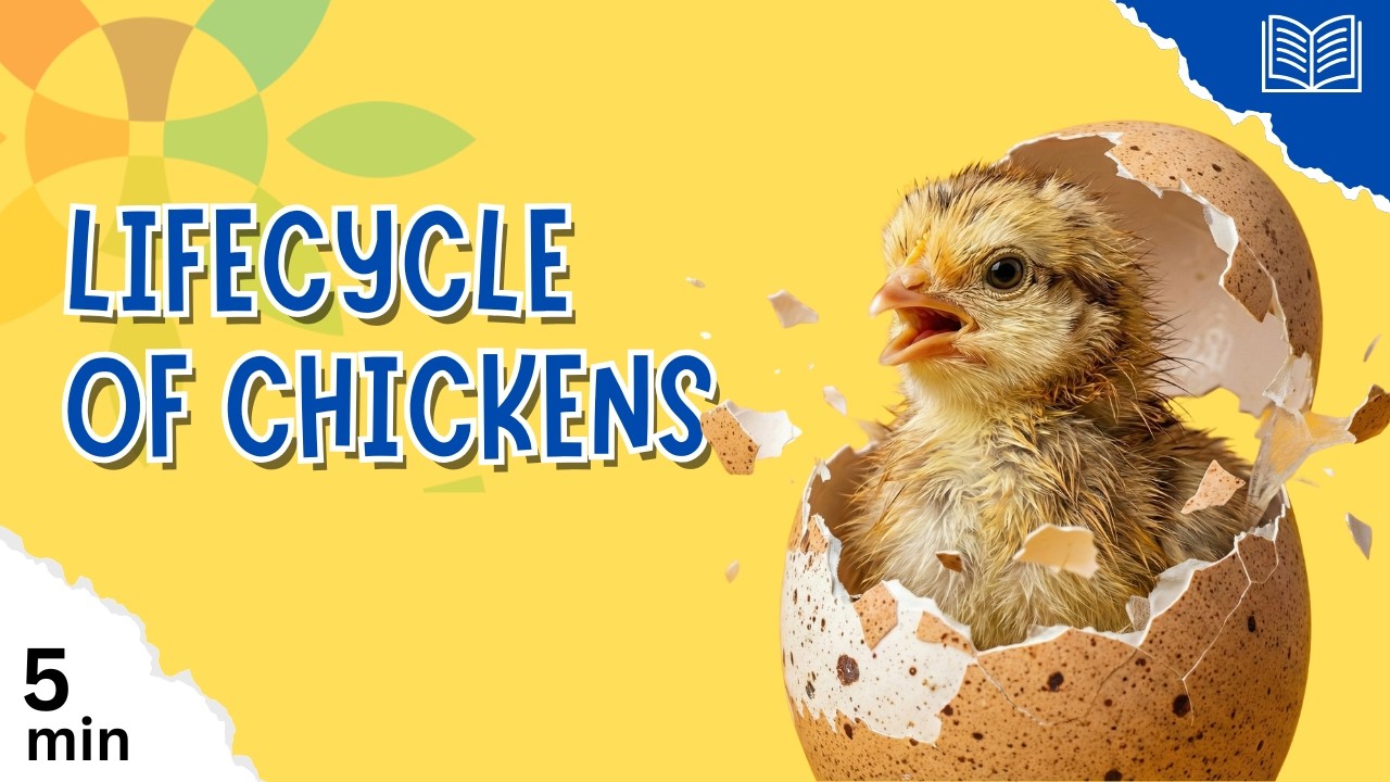 From Egg to Chicken! 🐣➡️🐔 | The Amazing Chicken Life Cycle for Kids