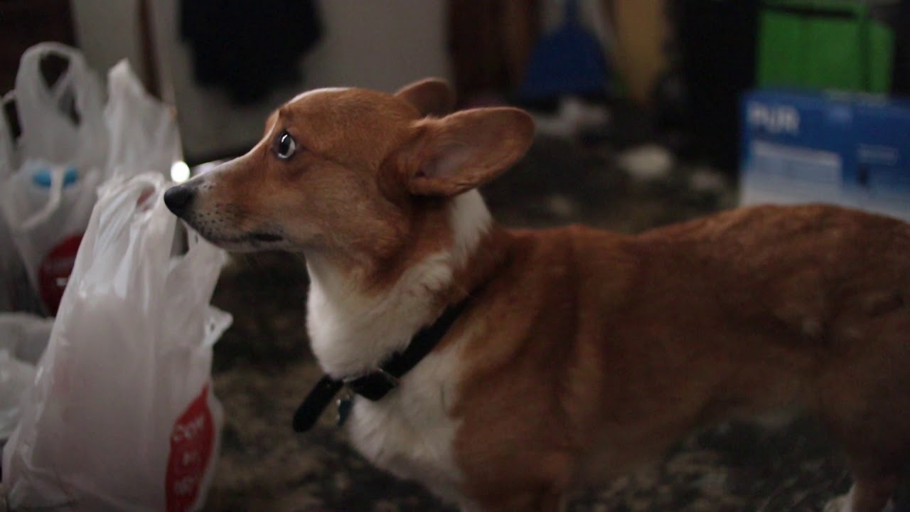 IGNORE THIS VIDEO Unless you wanna See Banjo Desire my Groceries.