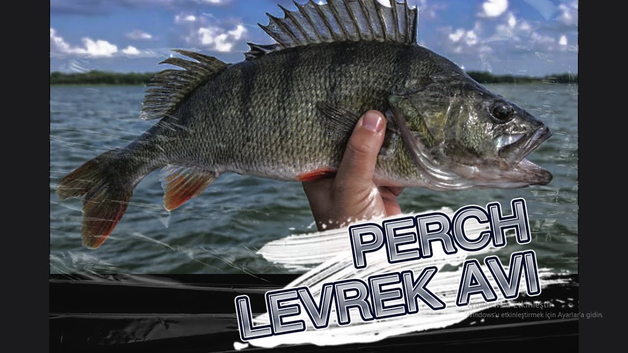 PERCH TATLI SU LEVREĞİ NASIL YAKALANIR  YEM  SAHTE SEÇİMİ (PERCH AVI AYRINTILI ANLATIM) #perch #pike