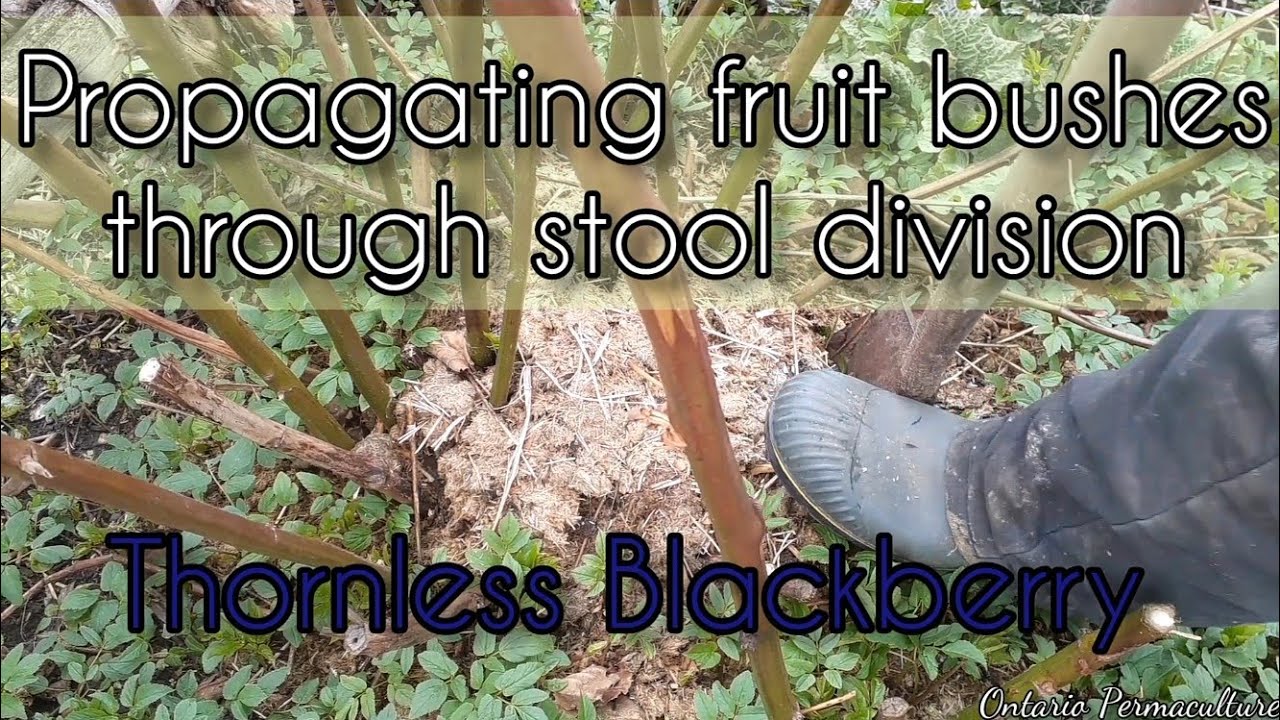 Propagating thornless blackberry through stool layering, or forced root division.