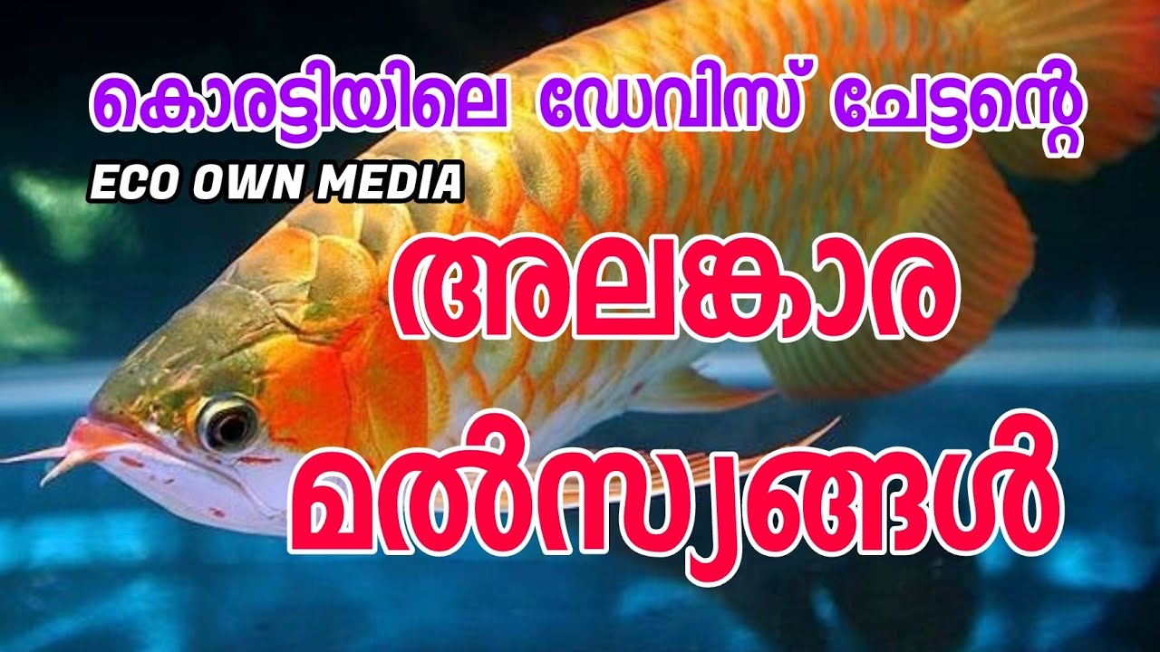 Parookaran Aquarium farm koratty [ECO OWN MEDIA] അലങ്കാര മൽസ്യങ്ങൾ