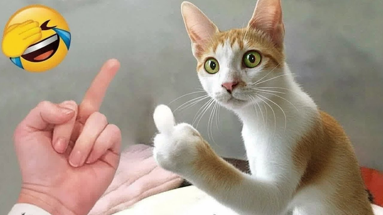 Кошки и собаки такие смешные, вы не сможете перестать смеяться! 😅