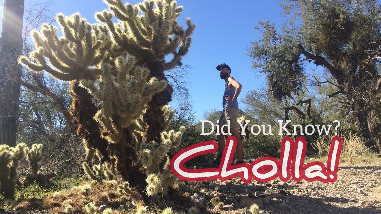 What is TeddyBear Cholla? Find out in this Did You Know!