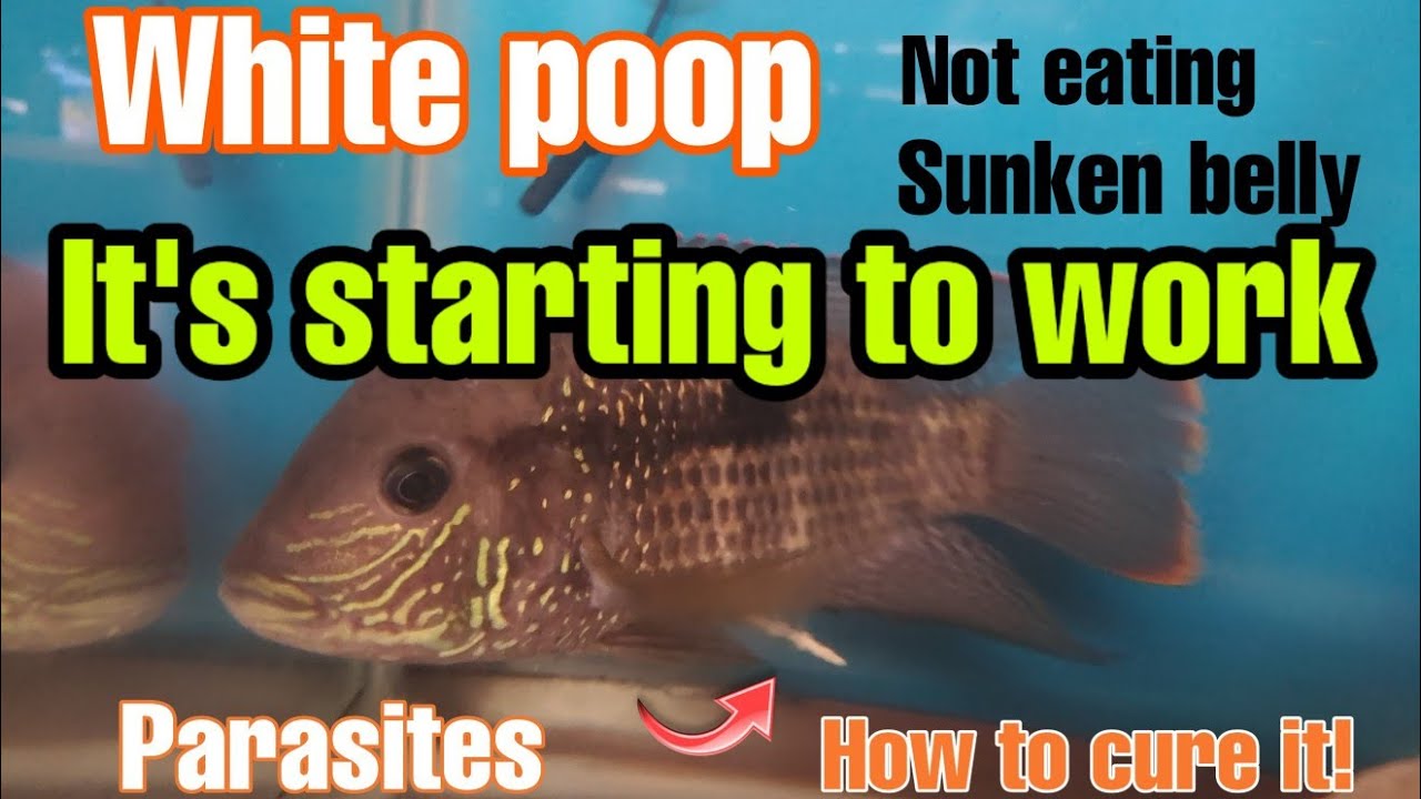 Results of Metroplex and API used to cure white poop.