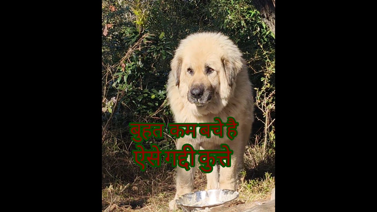 Rare himalyan gaddi dog coour