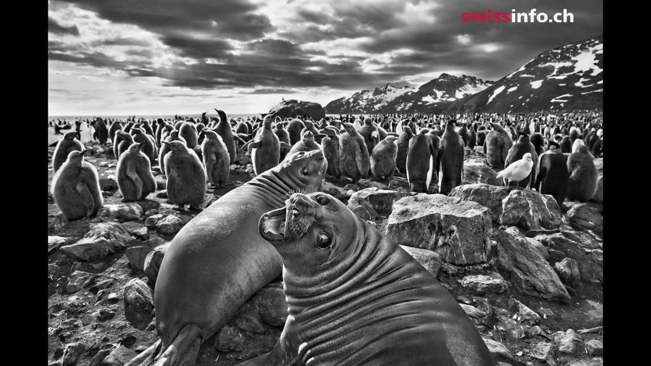 A Genesis de Sebastião Salgado