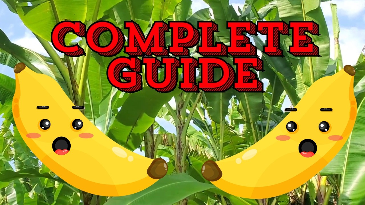 How To Maintain Banana Plants