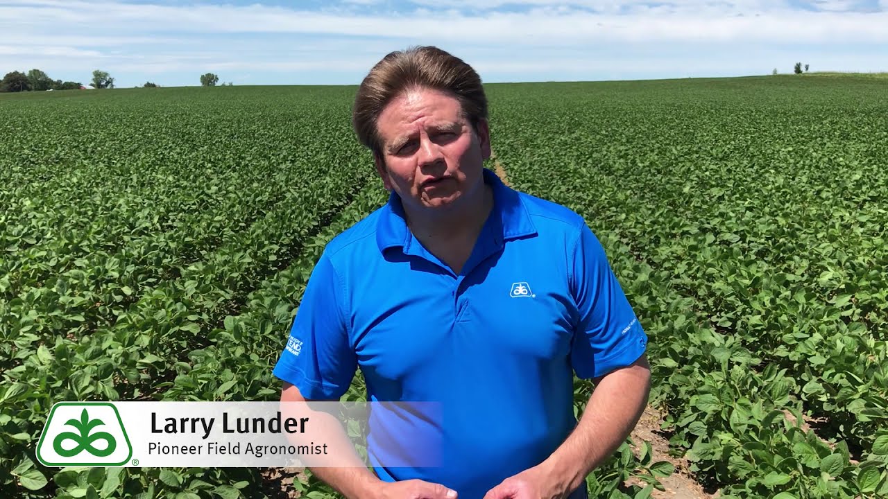 Tips for Introducing Soybeans into Semi-Arid Climates
