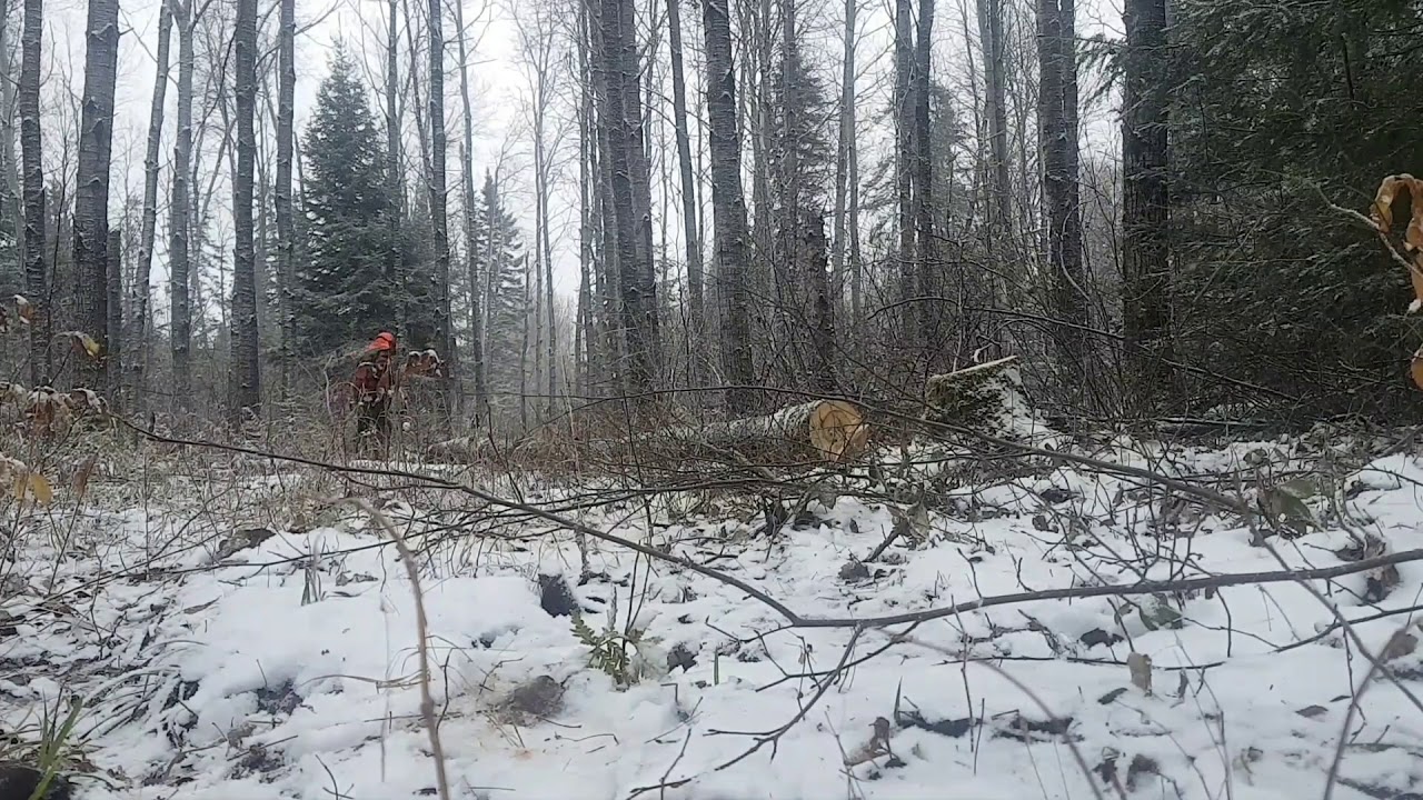Stihl ms241 cm vs echo cs501p