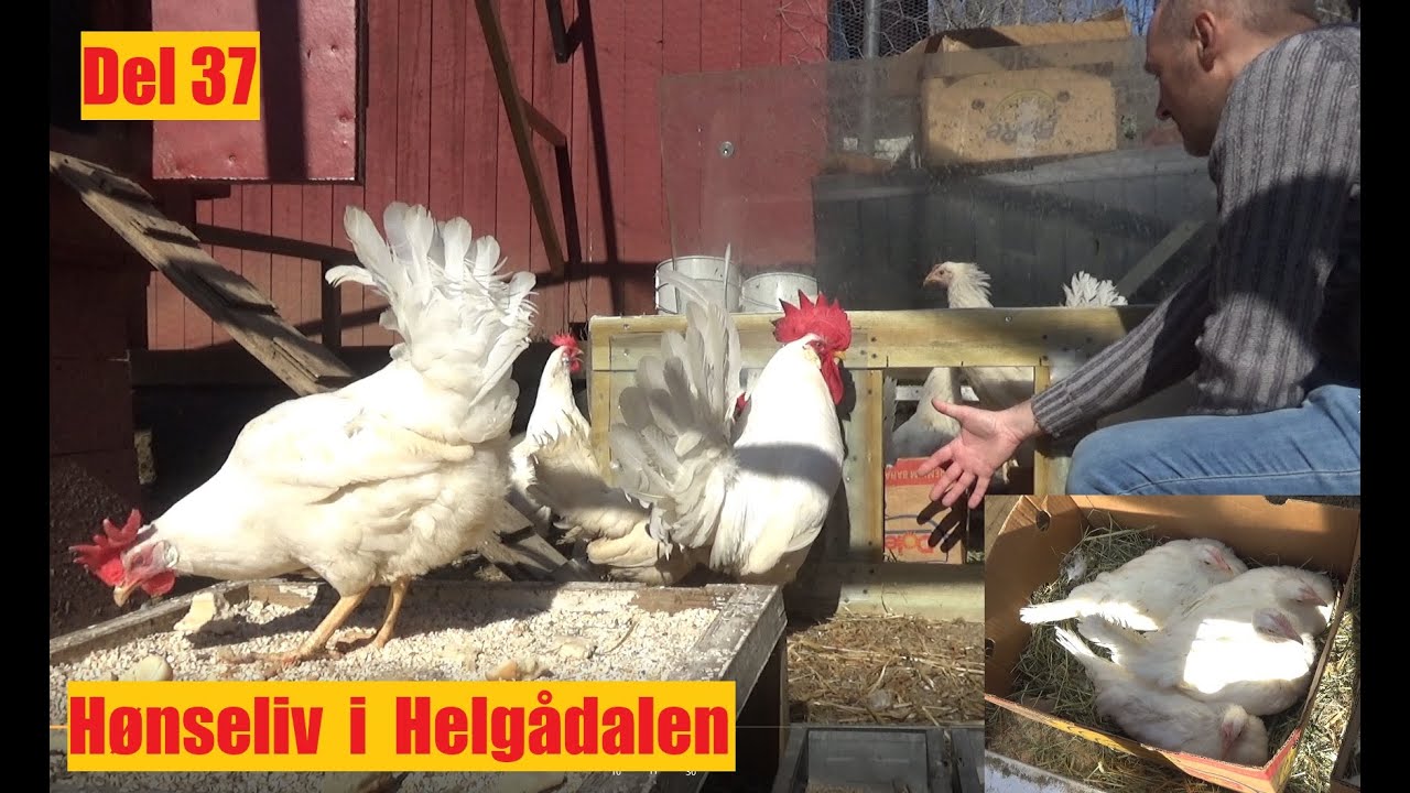 Hønseliv i Helgådalen. Del 37. Nye høner til flokken.