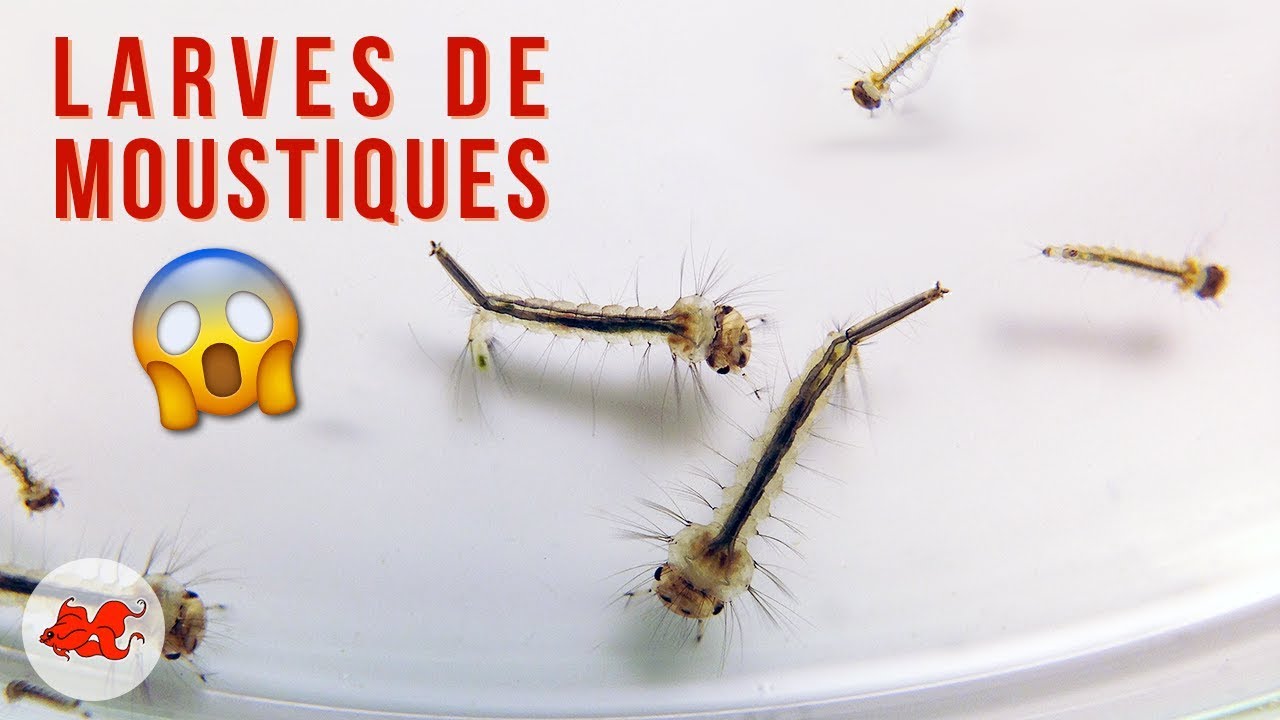 Larves de moustiques pour poisson d'aquarium