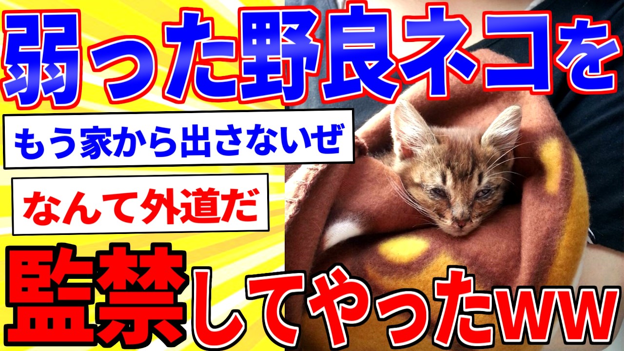 弱った子猫を保護した話【2ch面白いスレゆっくり解説】