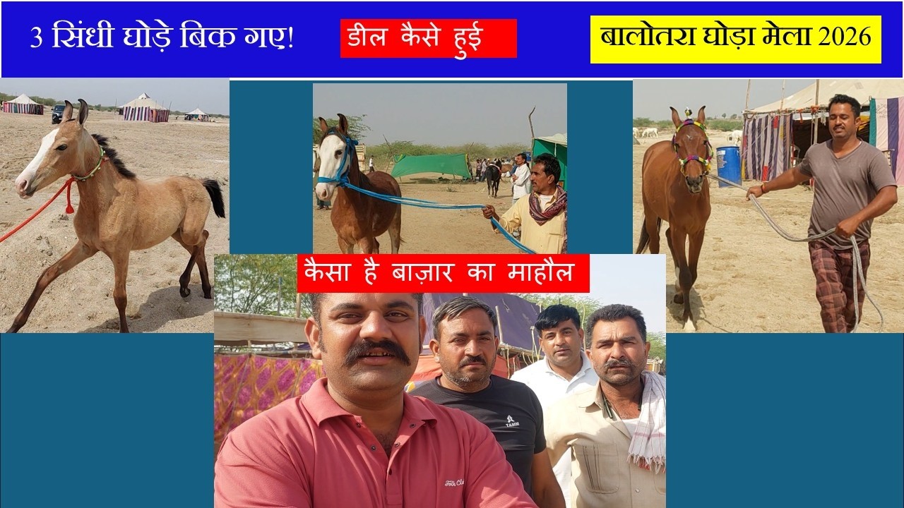 Balotra Horse Market में Buyers ने खरीदे 3 सिंधी घोड़े | Deal कैसे हुई? तिलवाड़ा मेला का क्या माहौल
