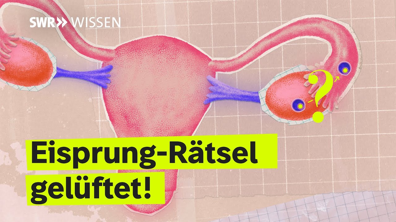 Was ihr noch NICHT über den Eisprung wusstet! | SWR Wissen