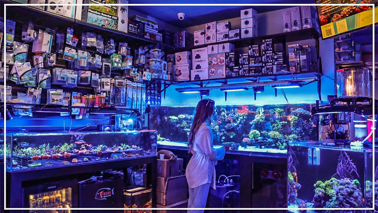 Small Aquarium Shop //BIG IMPACT