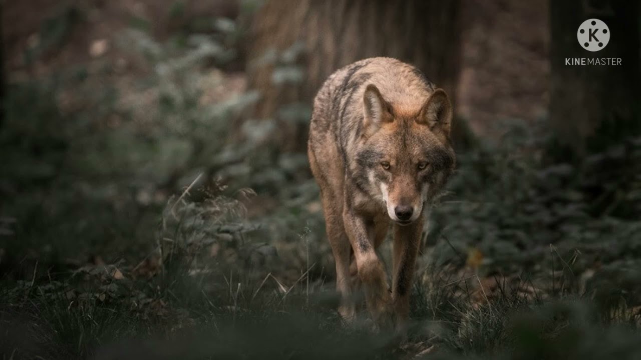 ꧁𝕎𝕠𝕝𝕗 𝕊𝕙𝕚𝕗𝕥𝕖𝕣 ℂ𝕠𝕞𝕓𝕠 『ℝ𝕖𝕞𝕒𝕜𝕖』꧂