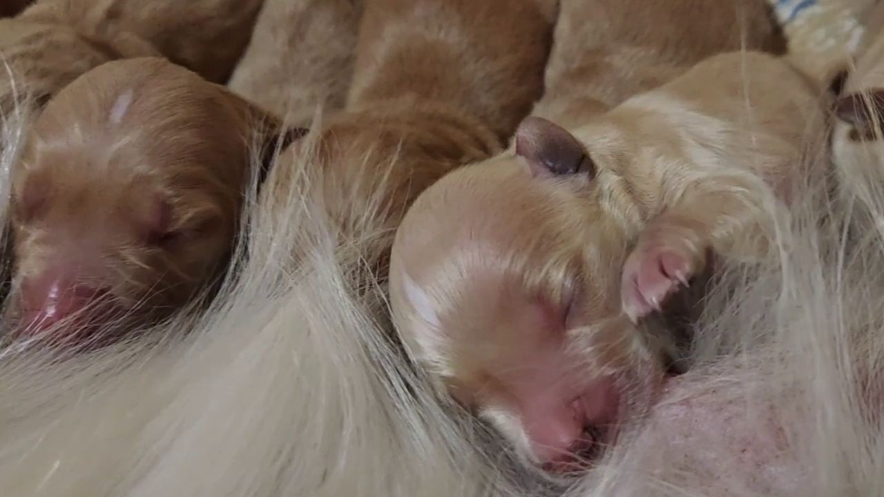 Newborn Golden Retriever Puppies Nursing