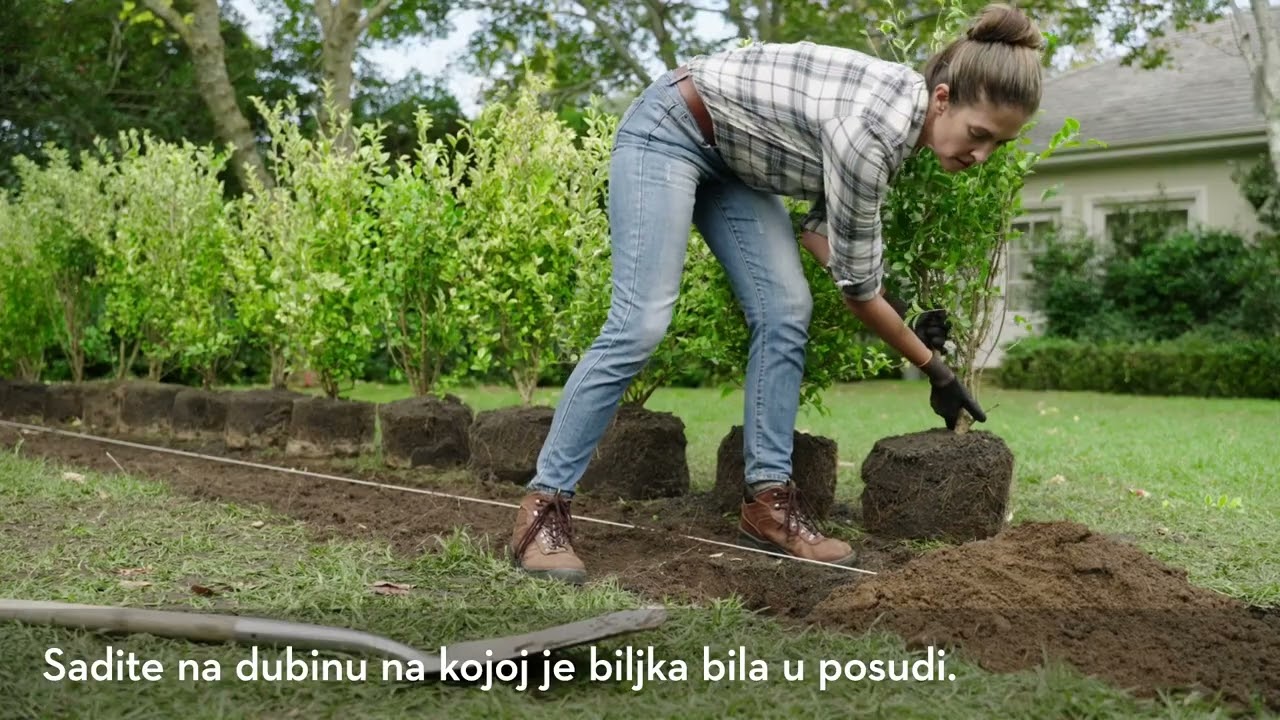 Kako posaditi živicu