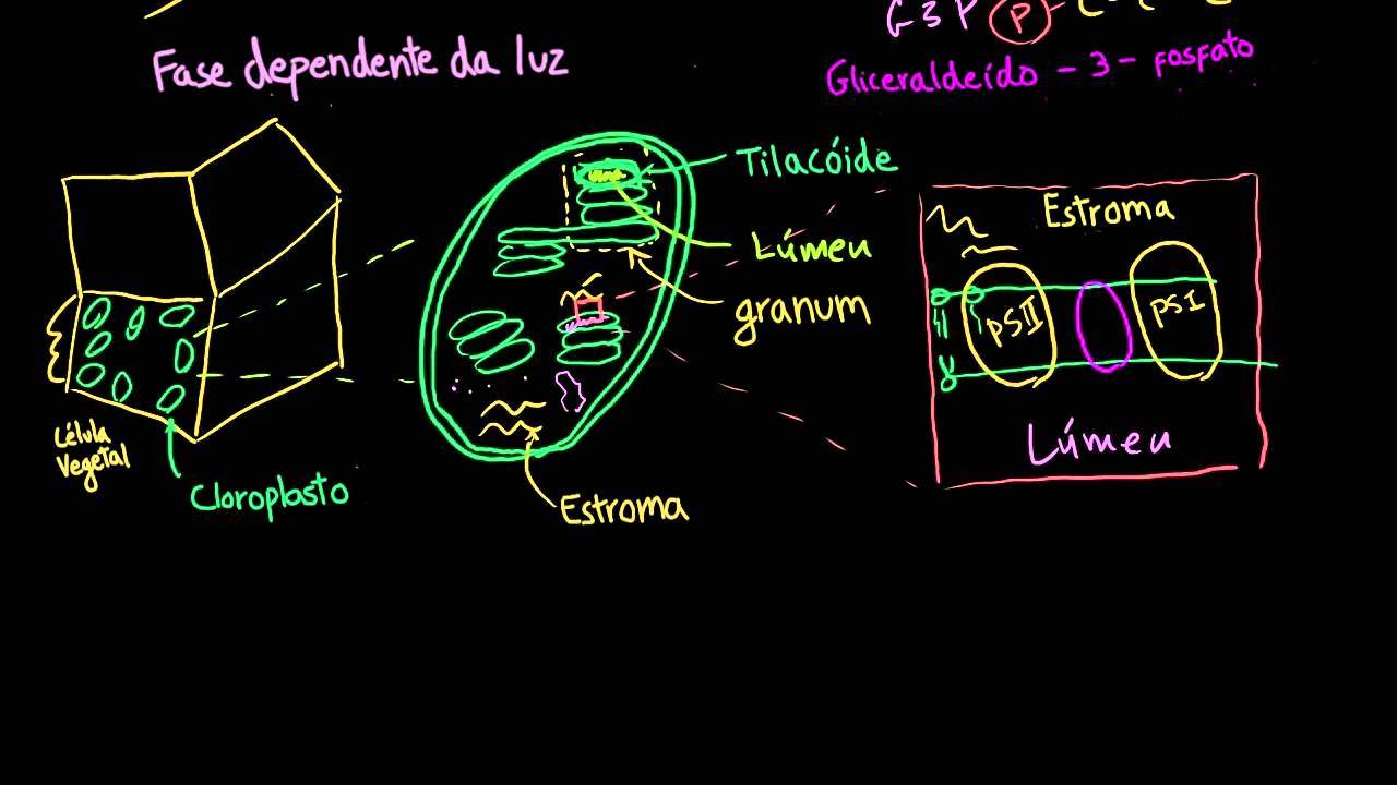 Fotossíntese – a fase fotoquímica - Khan Academy em português (10ºano)