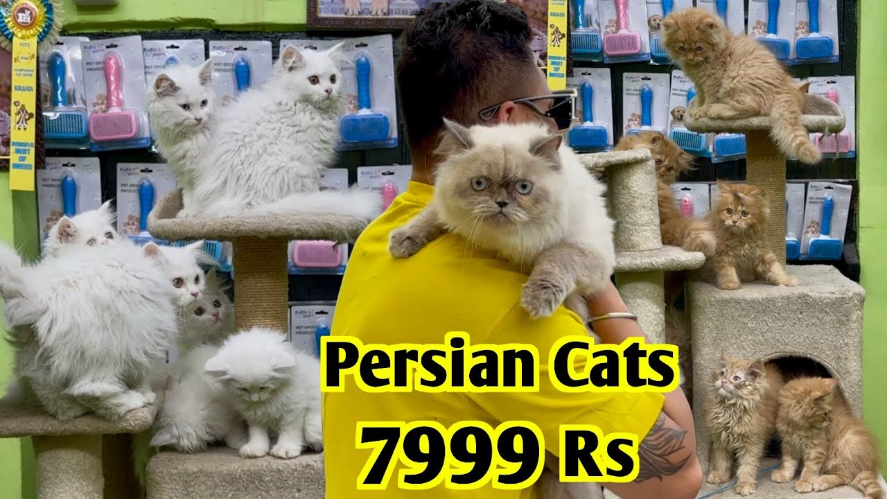 Persian Cat Price in Kolkata. Cat Market in Kolkata. Kolkata Cat Market.