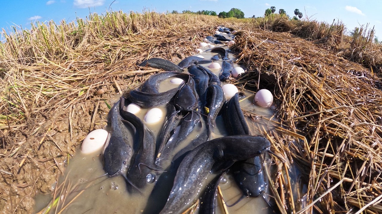 OMG! Fisherman pick duck eggs and catch a lot of fish after rain in rice field by best hand