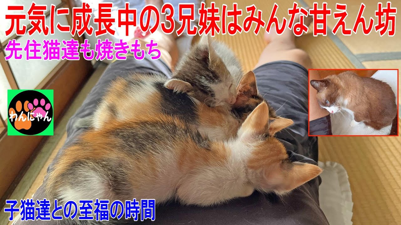 元気に成長中の３兄妹はみんな甘えん坊