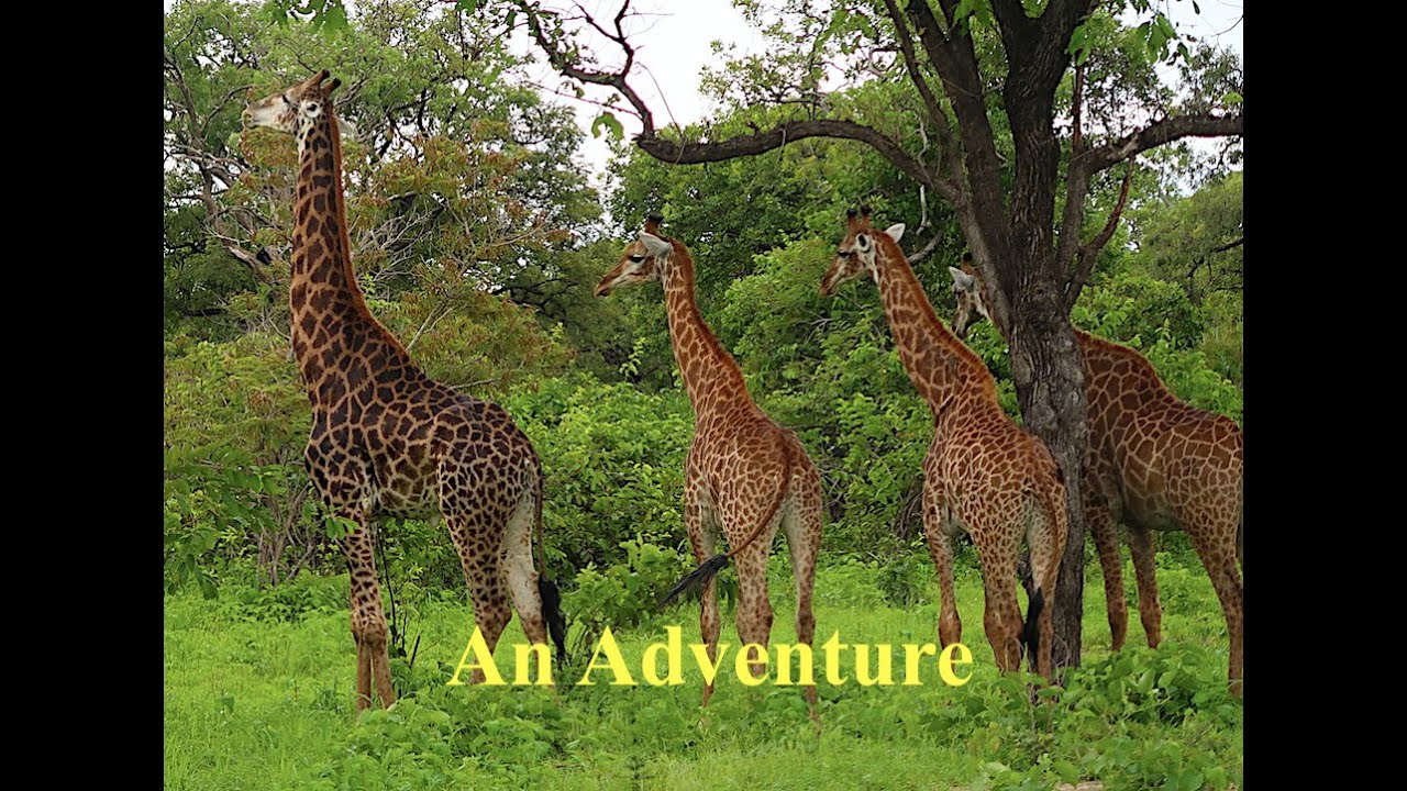 Traveling to Fathala Wildlife Reserve/Senegal: with THE DEE'S