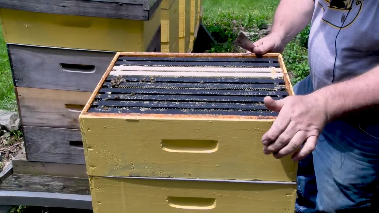 BEE STORY By Phyllis Sternemann